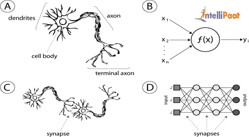 What is a Neuron