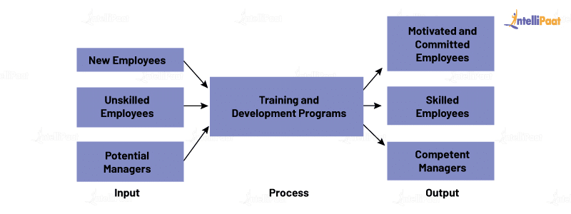 Training and Process and Development