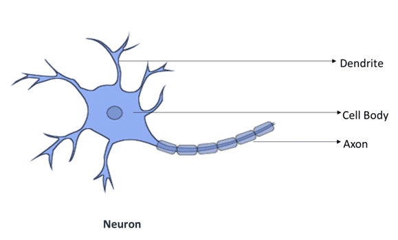 Biological Neural Network vs Artificial Neural Network